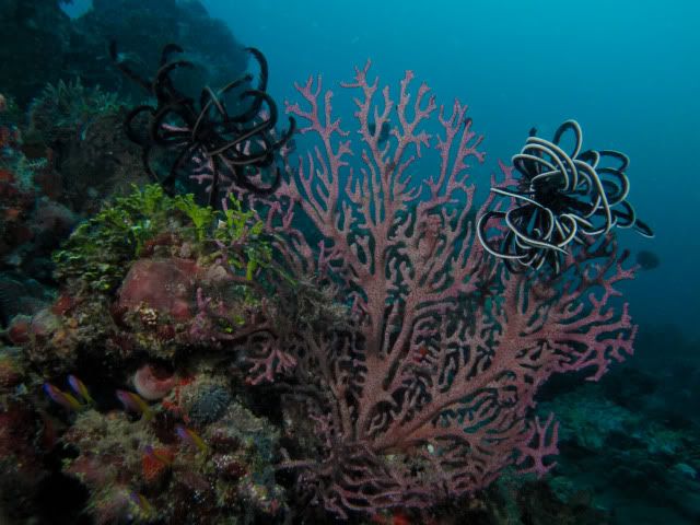 ReefScene-1-1.jpg