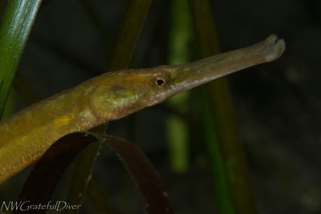 Pipefish-1.jpg