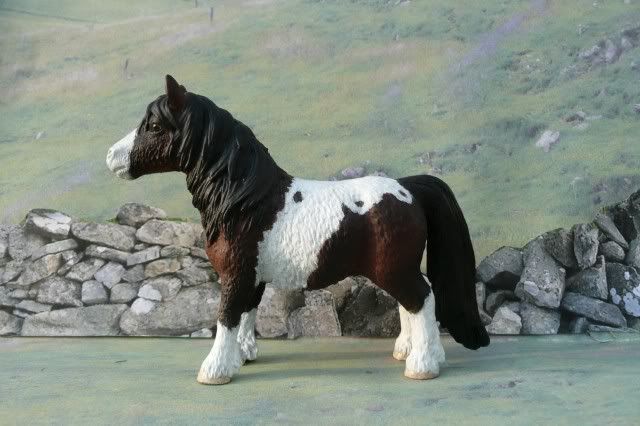 Dougal.jpg SS Shobbrooks Dougal British Shetland Gelding CM Schleich VL image by bex560
