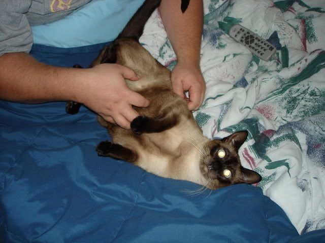 Belly Scratching Cat Forum