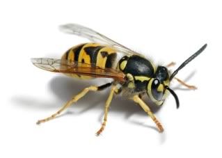 Yellow Jacket Pictures, Images and Photos