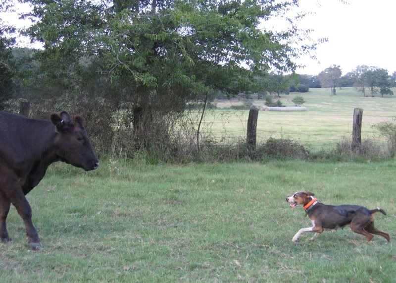 sister attacked by cow - Cattle