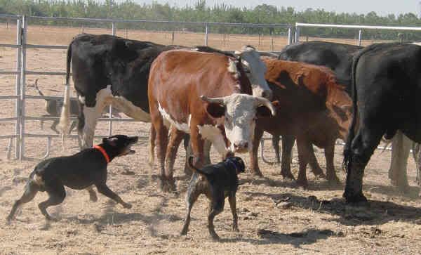 sister attacked by cow - Cattle