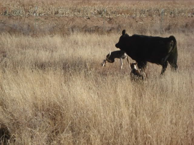 sister attacked by cow - Cattle