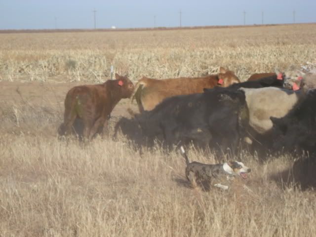 sister attacked by cow - Cattle