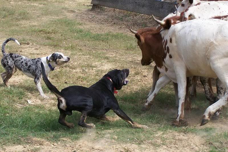 sister attacked by cow - Cattle