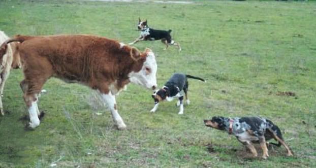 sister attacked by cow - Cattle