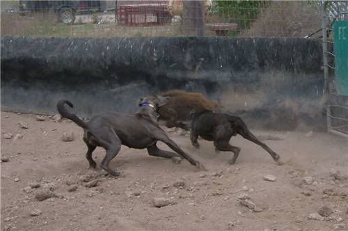 How many here keep a bull for breeding? - Cattle