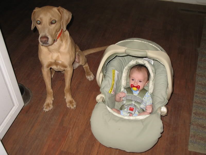 How many here keep a bull for breeding? - Cattle