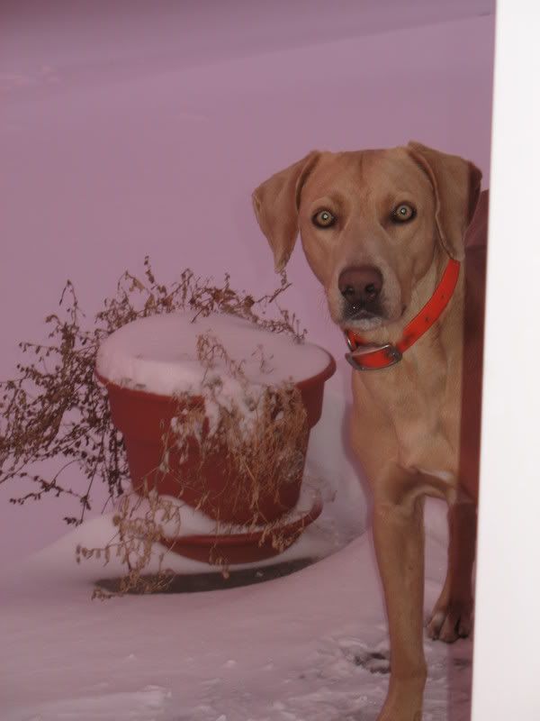 How many here keep a bull for breeding? - Cattle