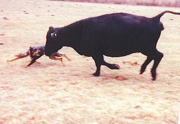 sister attacked by cow - Cattle