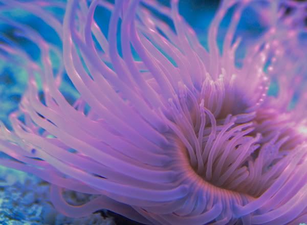 tube-anemone-rough-draft.jpg