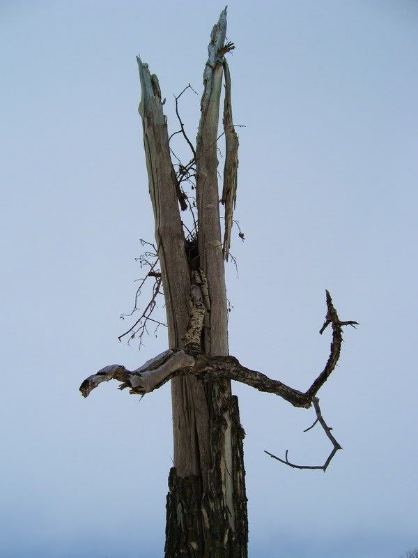 IMAGE: http://i106.photobucket.com/albums/m262/RoddieD/Split1.jpg