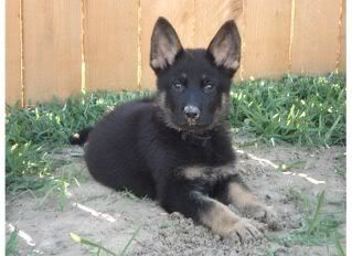 Puppy