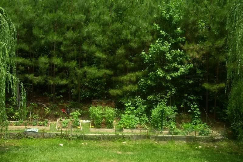 Veggie garden
