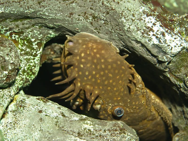 brownbristlenose.jpg