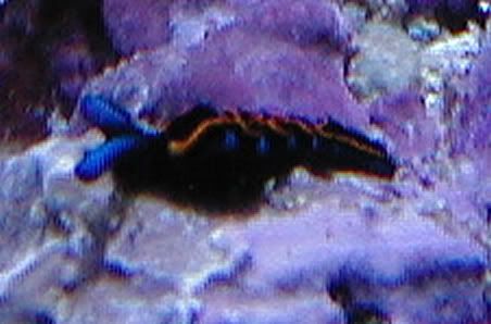 nudi.jpg