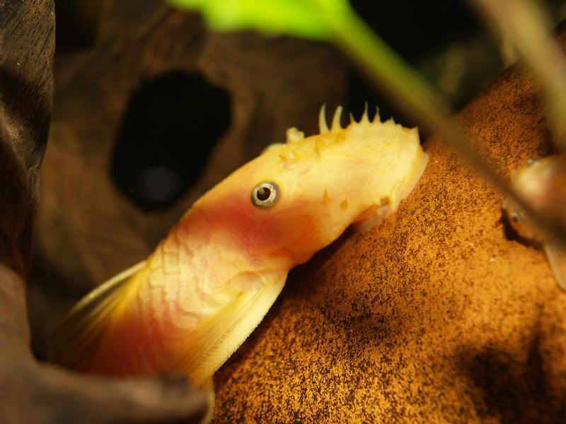 yellowbristlenose.jpg