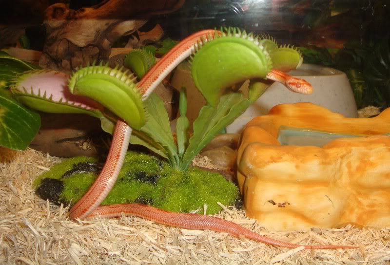 VenusFlyTrap.jpg