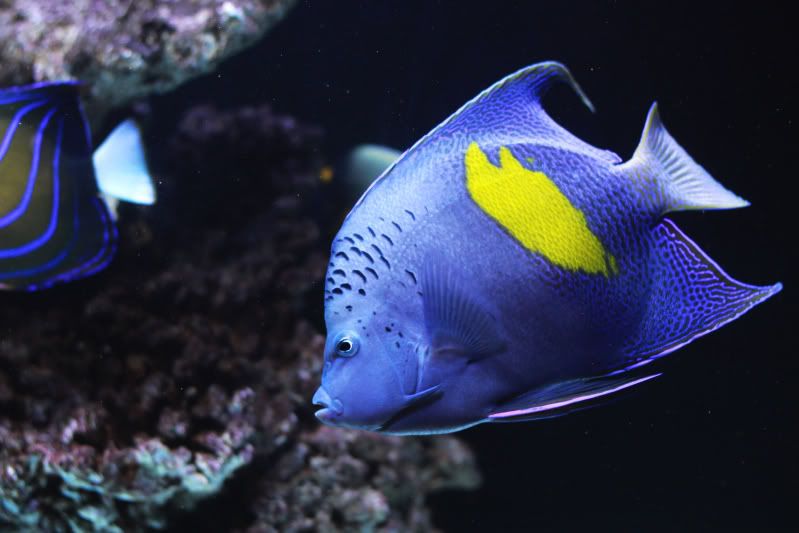 yellowbar angelfish 紫月神仙 angelfish 仙鱼科 海水鱼 海水