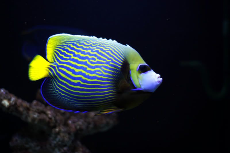 emperor angelfish 皇帝 angelfish 仙鱼科 海水鱼 海水鱼友