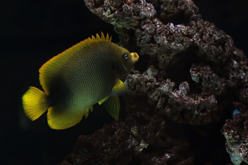 guinean angelfish 西非仙 angelfish 仙鱼科 海水鱼 海水鱼友