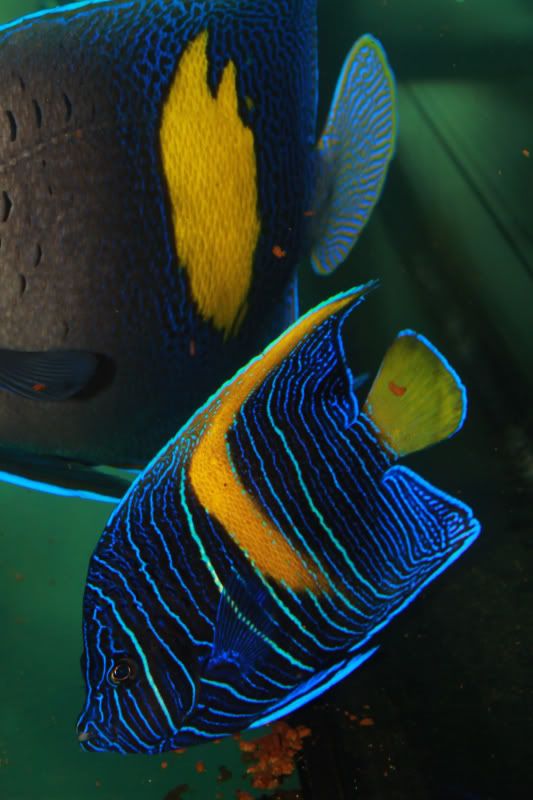 yellowbar angelfish 紫月神仙 angelfish 仙鱼科 海水鱼 海水