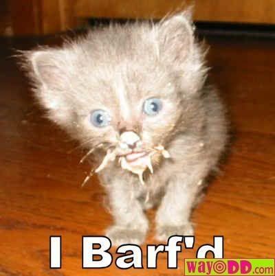 funny-pictures-puke-kitty-11x.jpg