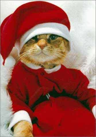 santa_cat.jpg