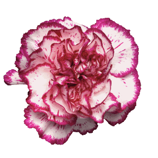 carnation.gif Carnation image by jessegar39