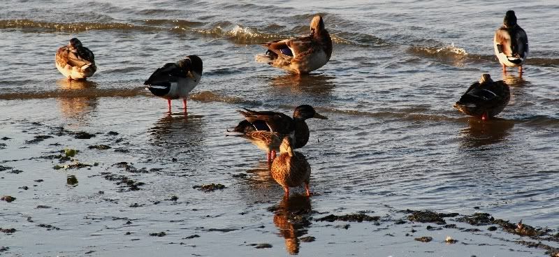 IMAGE: http://i106.photobucket.com/albums/m269/drkrvnchld/aduckandhiscrew.jpg