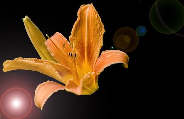 IMAGE: http://i106.photobucket.com/albums/m269/drkrvnchld/tigerlily2blackbackgroundjpglensfla.jpg