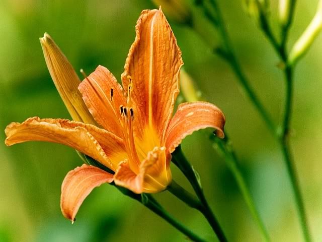 IMAGE: http://i106.photobucket.com/albums/m269/drkrvnchld/tigerlily2jpgresizemyspace-1.jpg