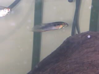 apisto3.jpg