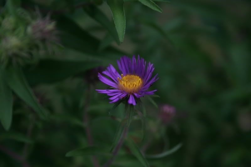 http://i106.photobucket.com/albums/m272/Boliele/4.jpg