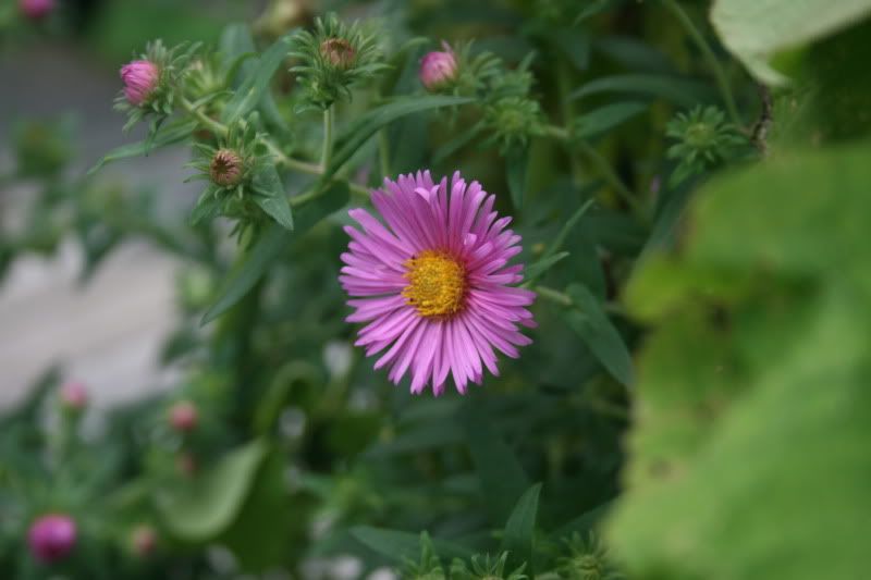 http://i106.photobucket.com/albums/m272/Boliele/5.jpg