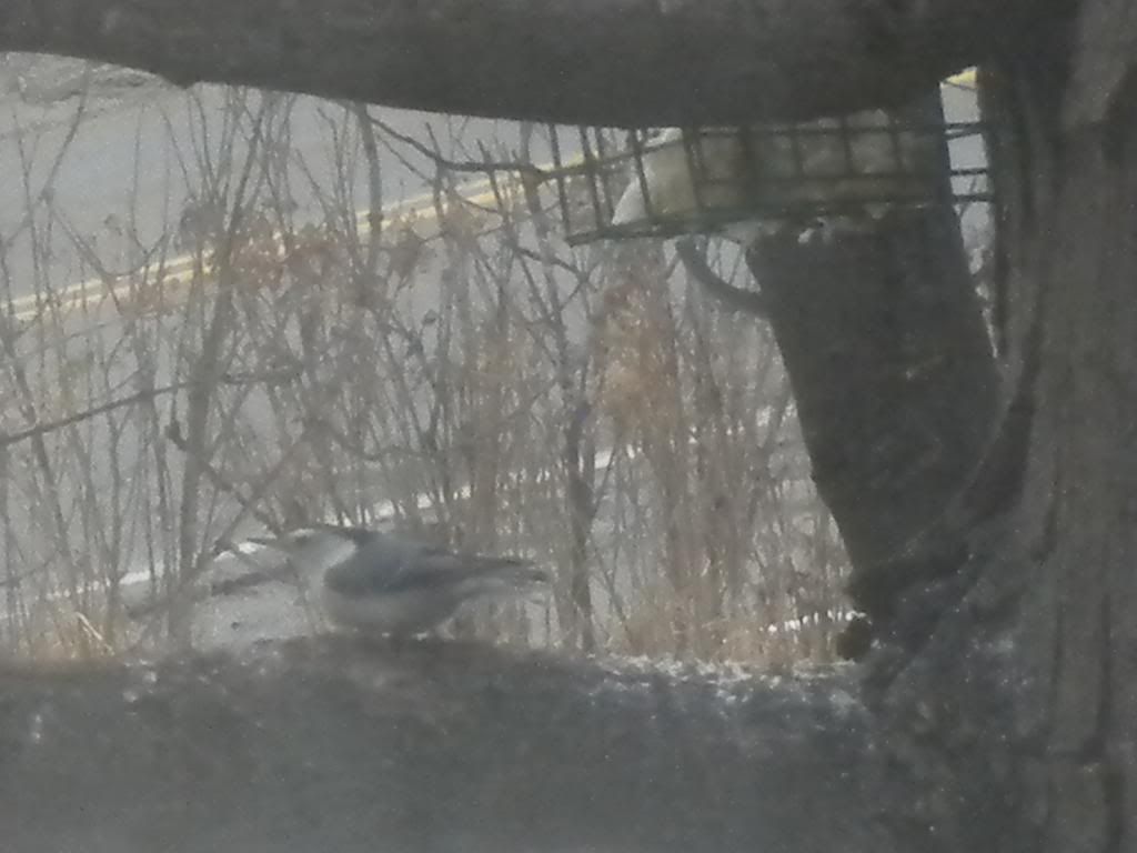 White Breasted Nut Hatch