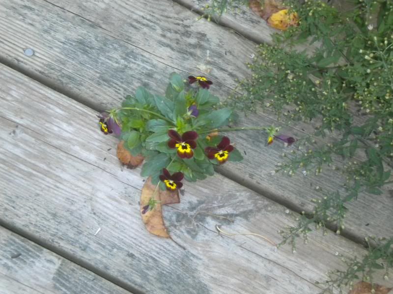 Pansies