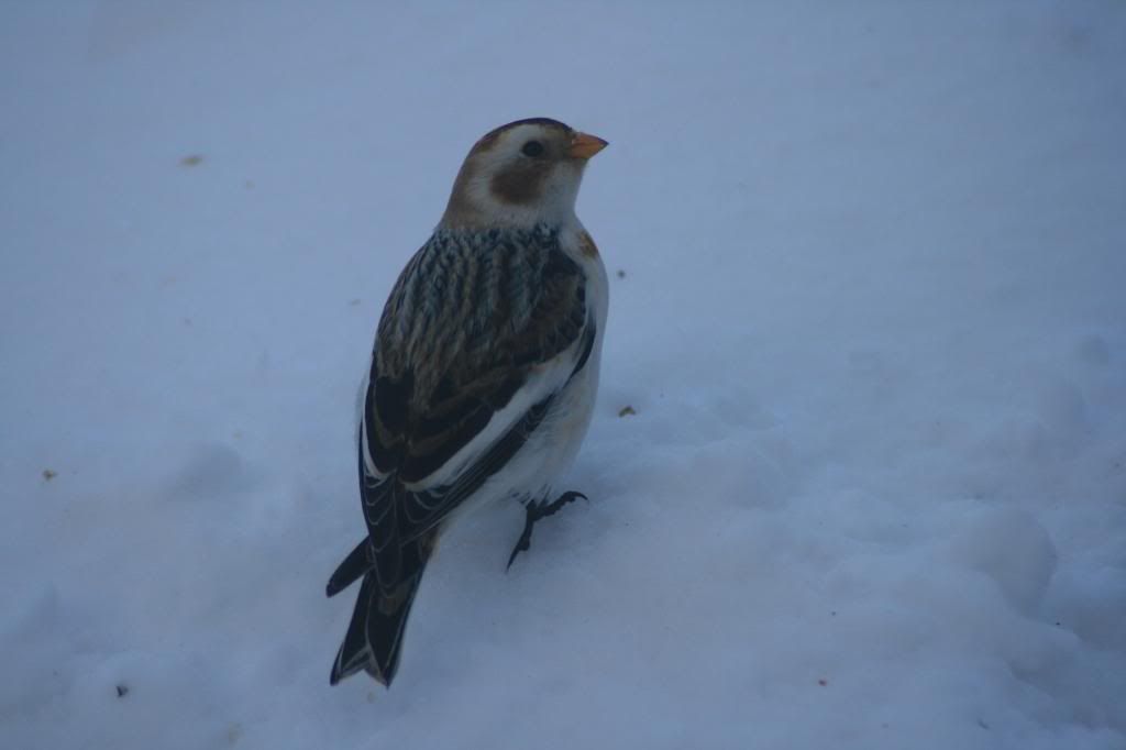 Snow Bird
