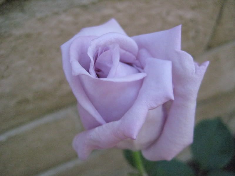 Lavender, Fragrant Rose photo IMG_0685.jpg