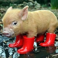 piginboots.jpg