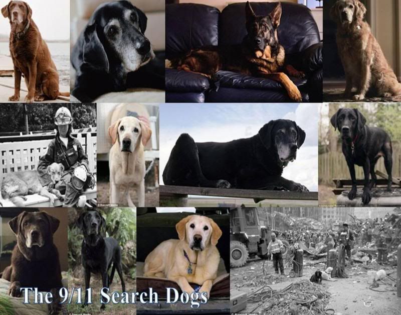 searchdogs_zps9422ef84.jpg