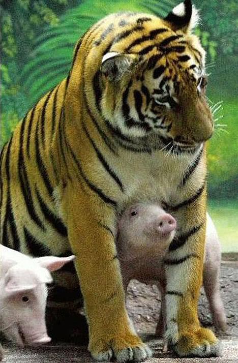 tiger-piglets-003.jpg