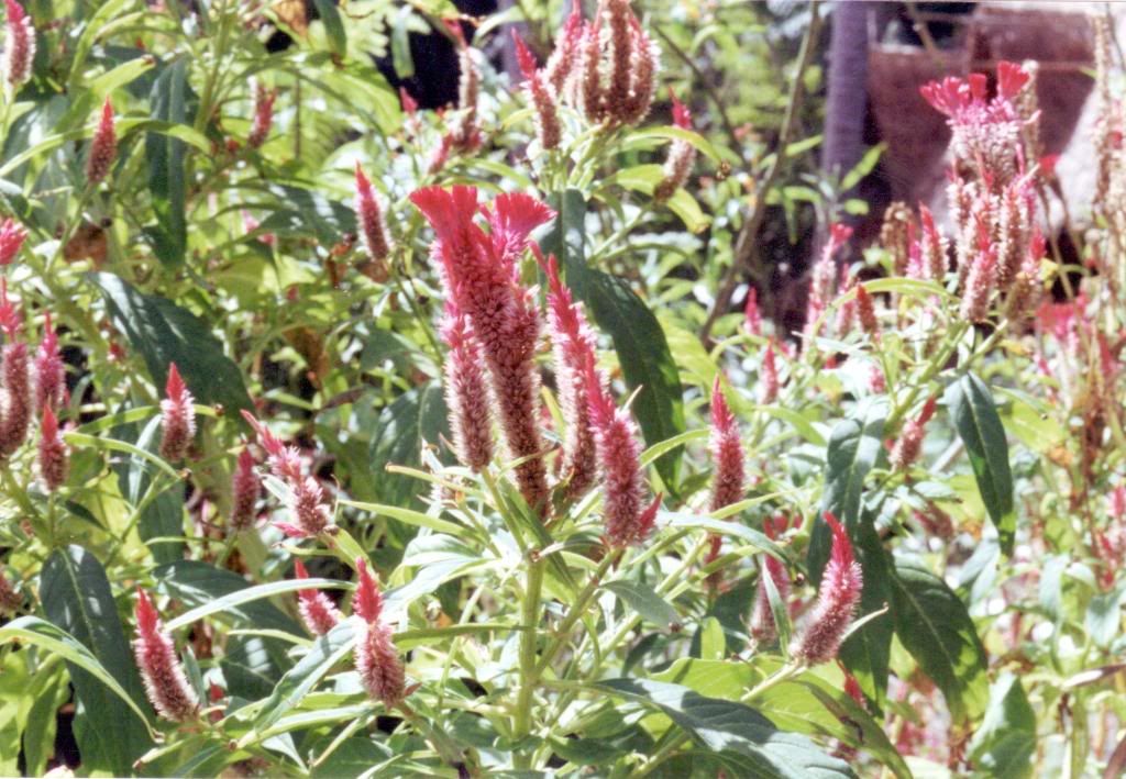 Cockscomb flower