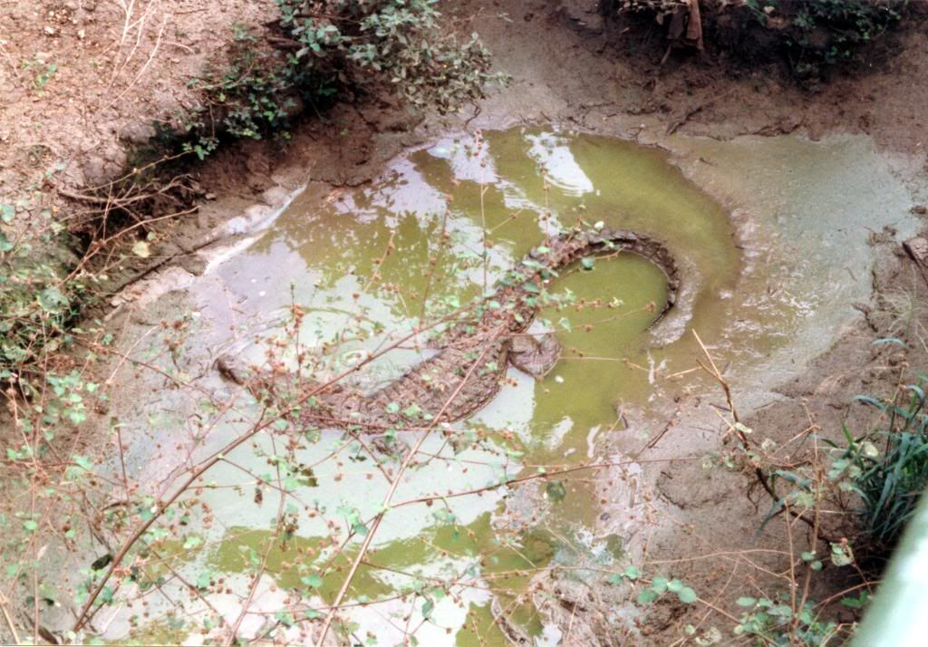 Crocodile in mud