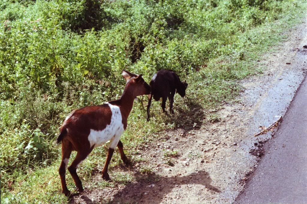 Goats - Paluan