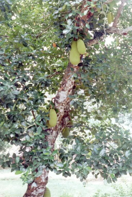 Jackfruit Tree