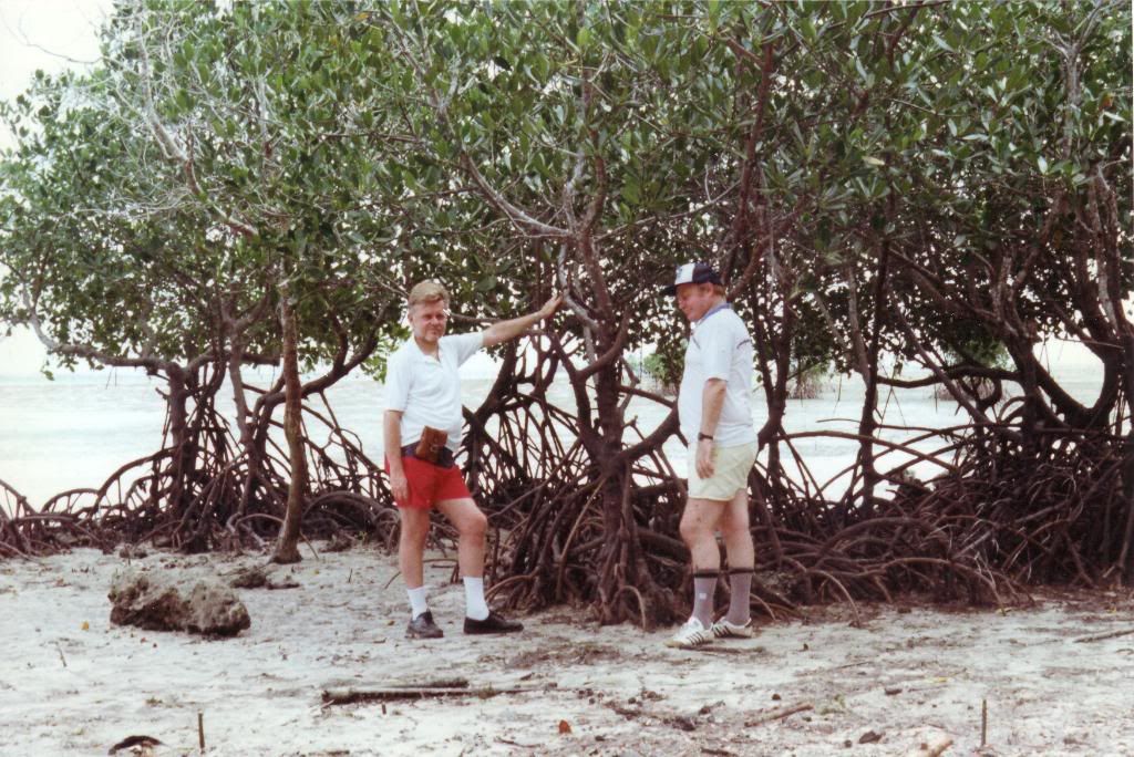 Mangrove - Paluan