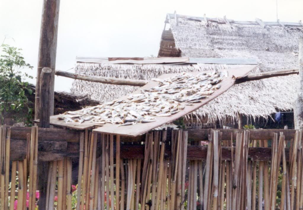 Solar Powered Fish Dryer