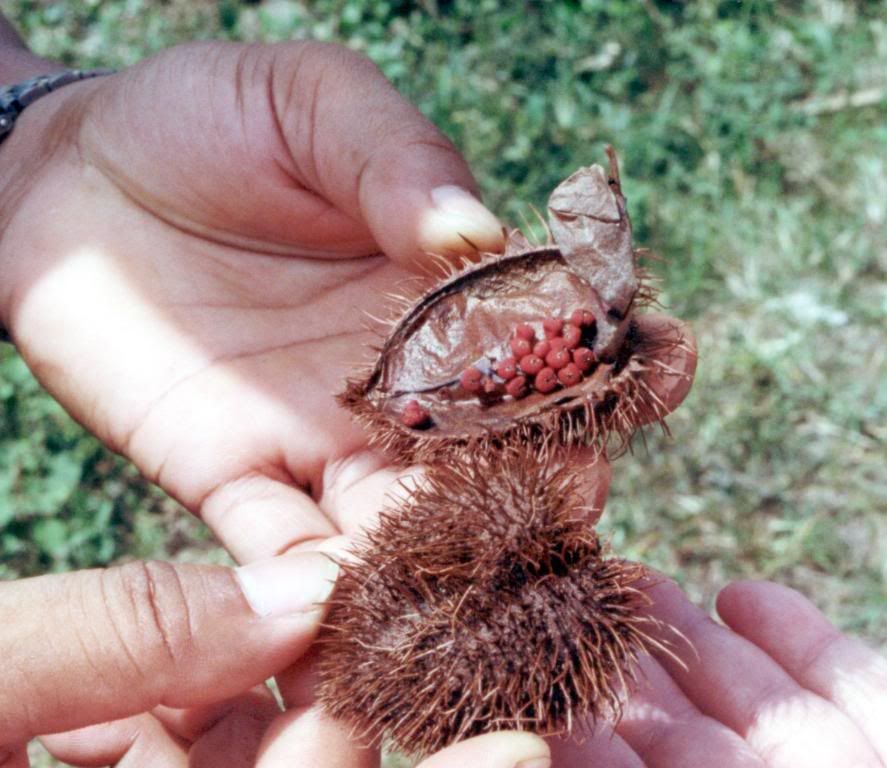 Annatto